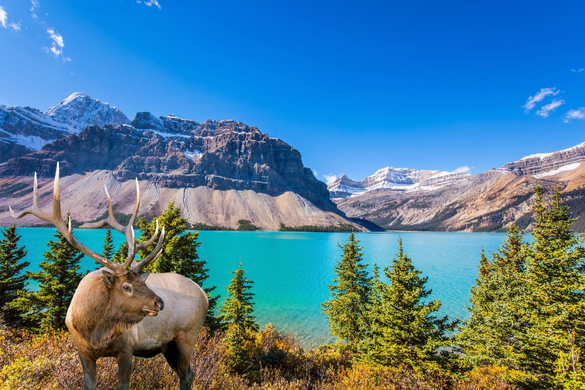 Elk by turquoise lake with snow-capped mountains in Jasper National Park.
