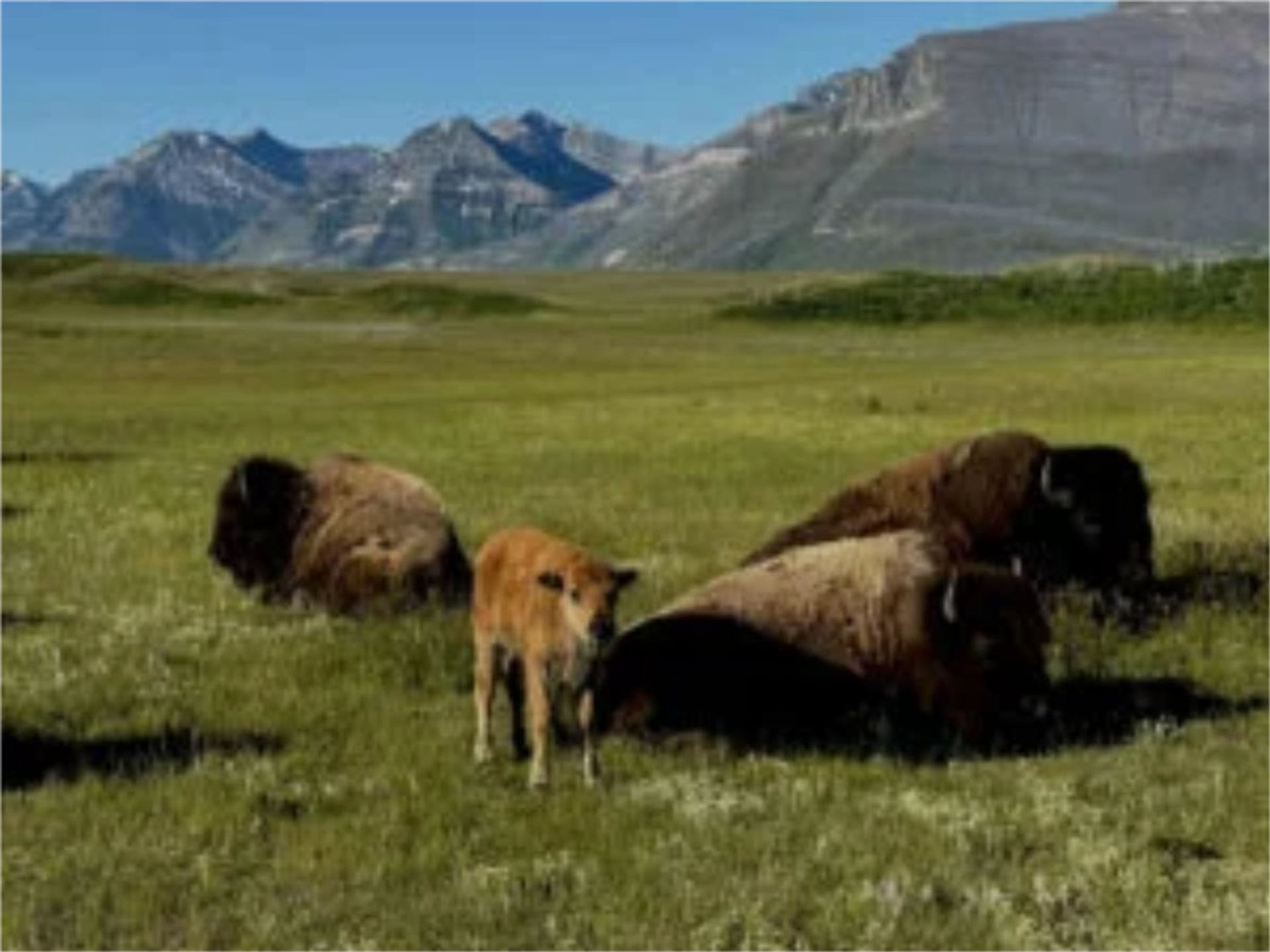 Bison and calf stand and rest on open grassland with distant rocky mountains.