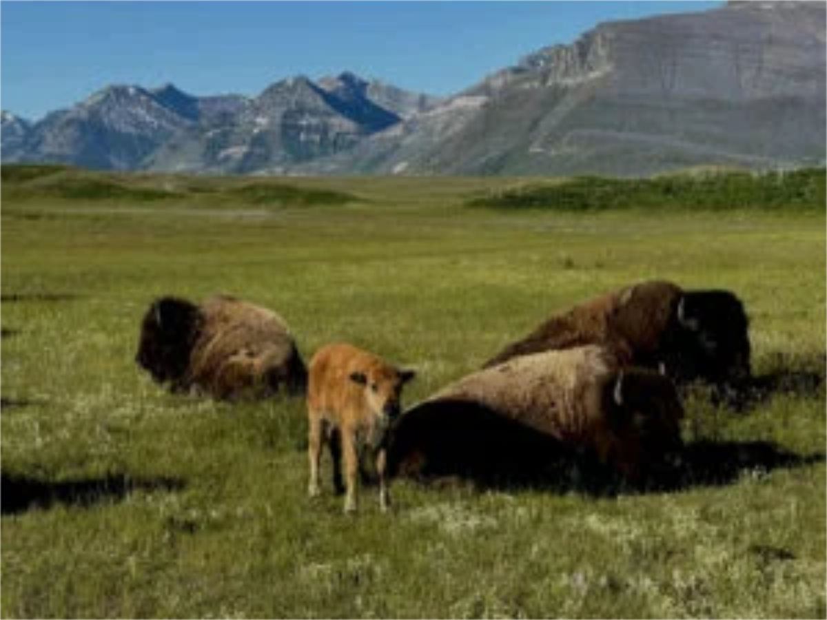 Bison and calf stand and rest on open grassland with distant rocky mountains.