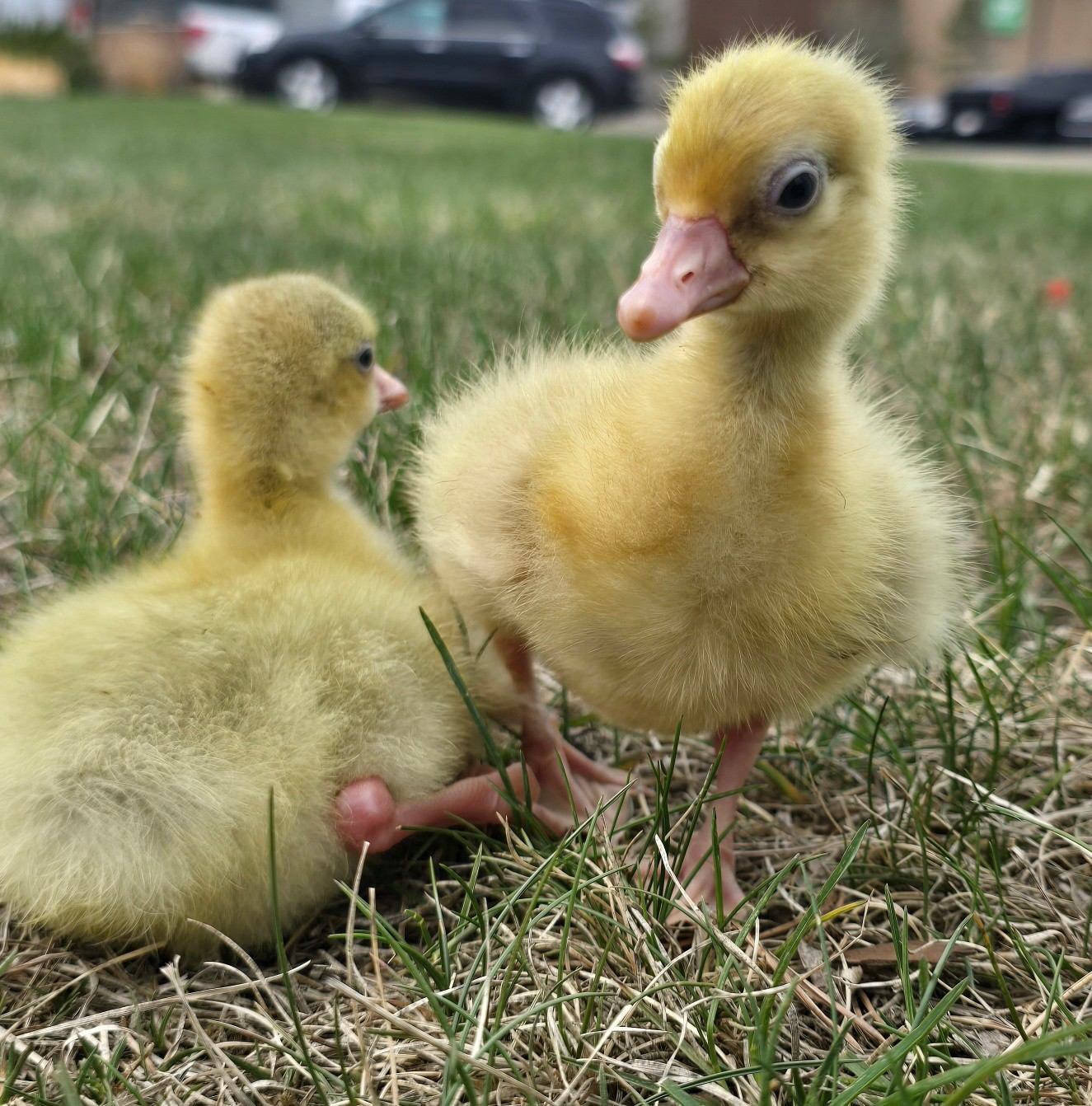 Two fluffy yellow ducklings on grass with parked cars blurred in background.