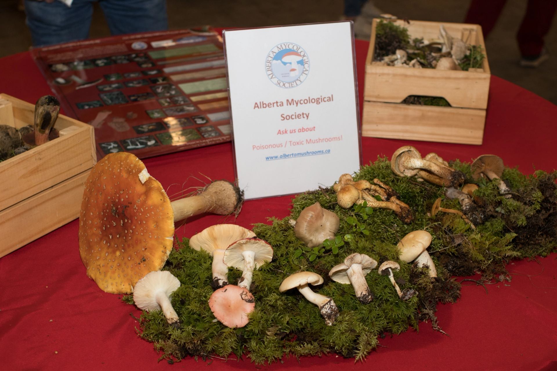 Poisonous mushroom display