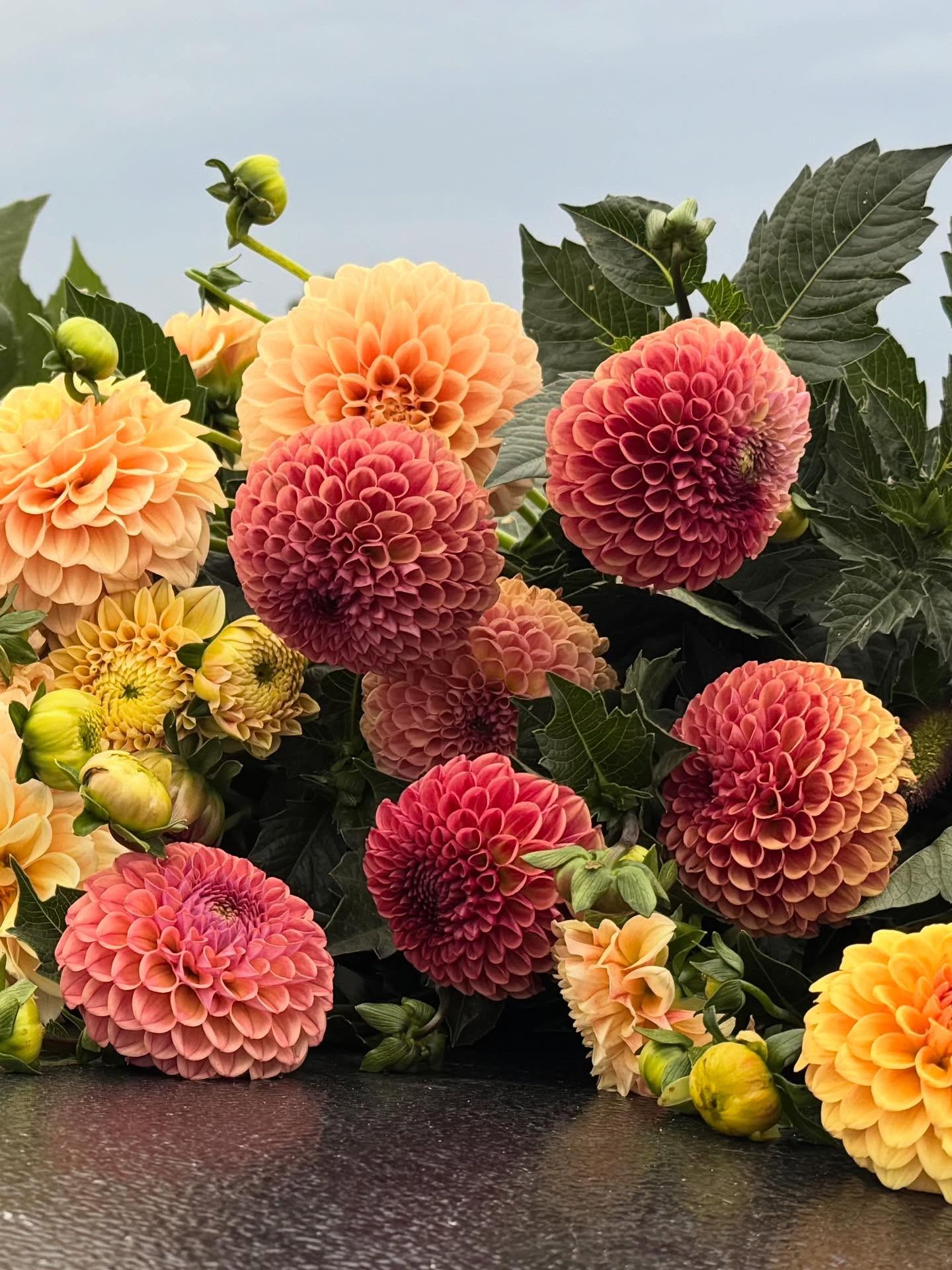 Cluster of orange and pink dahlia flowers with green leaves against pale sky.