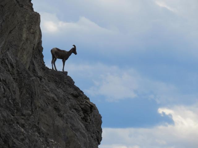 Asiniwaciyatihk (Bighorn Sheep)