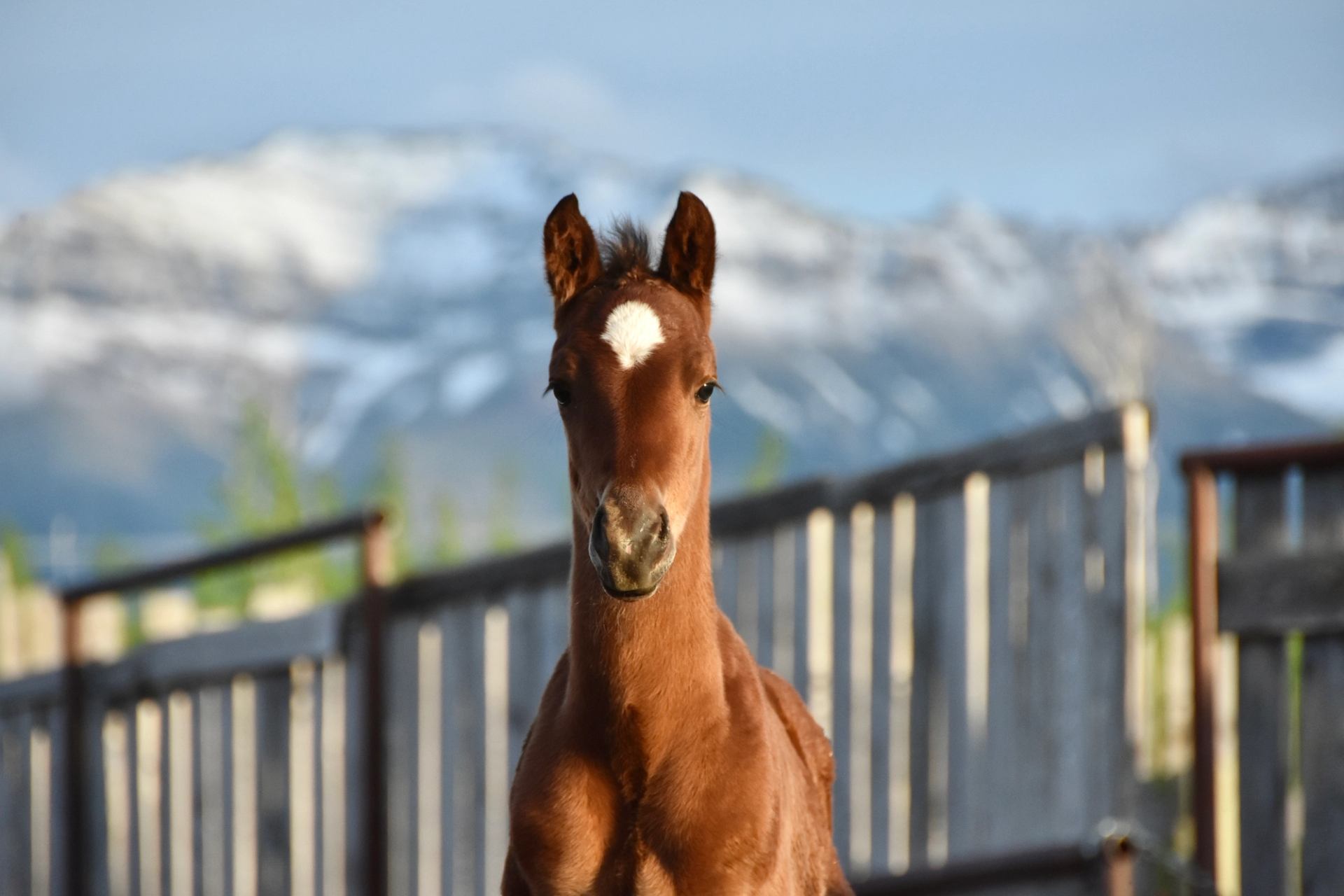 Brown foal with white forehead marking stands near wooden fence and snowy mountains.