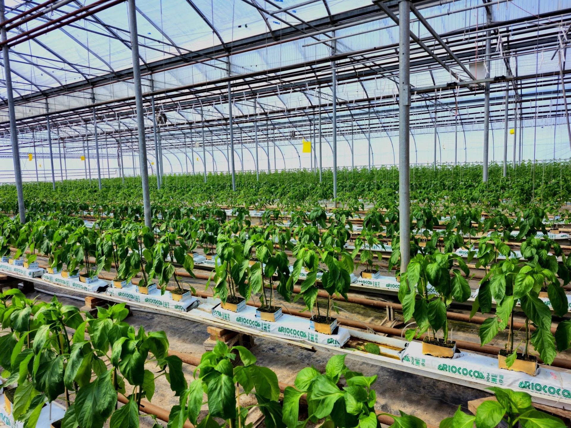 Rows of young green plants growing in a large commercial greenhouse with metal supports.