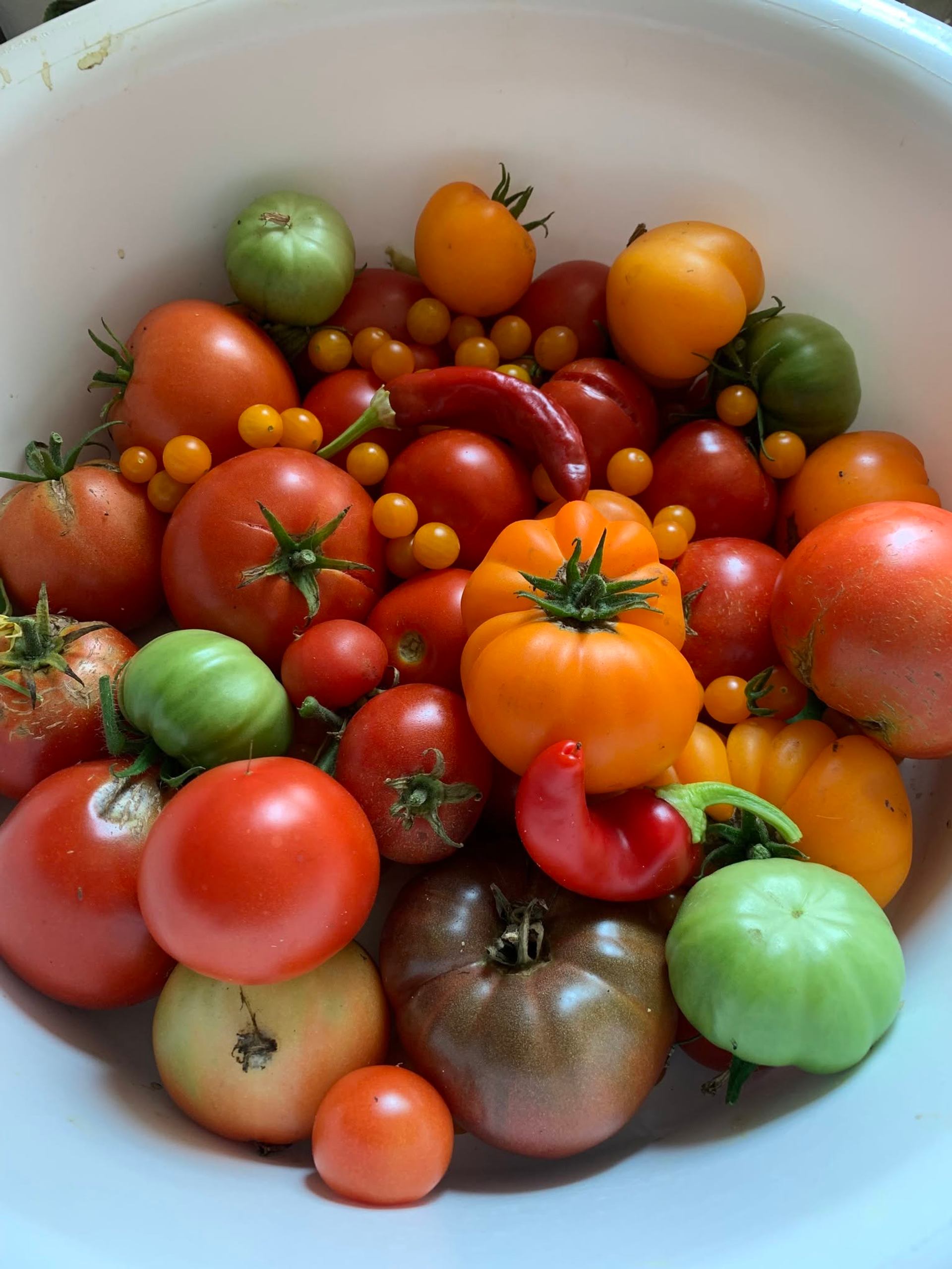BFF Farm displays a colorful harvest of tomatoes and peppers freshly picked from the garden.