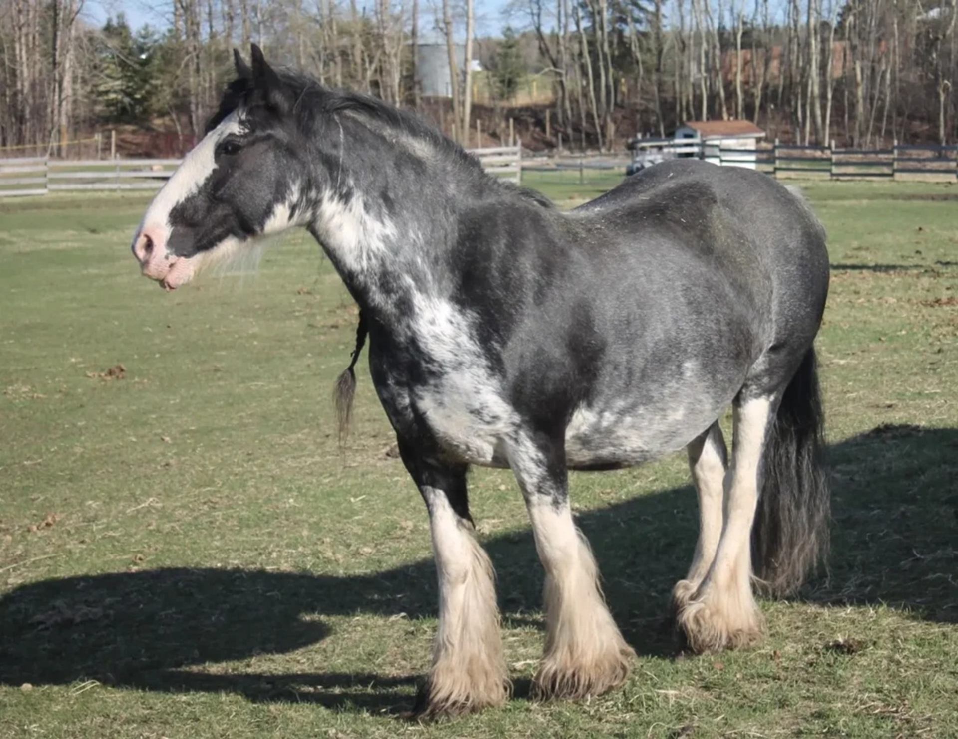 Black and white horse with feathered legs standing on grassy field near trees.