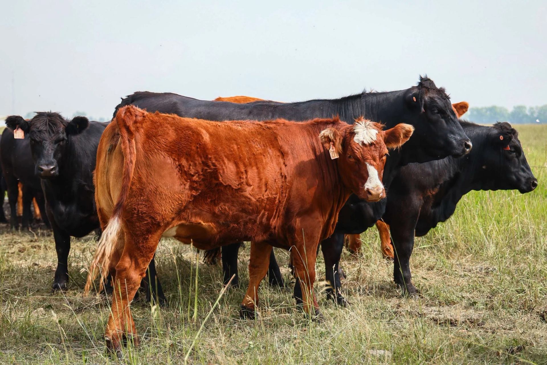 A herd of cattle stands together in a grassy pasture under an open sky on a working farm.