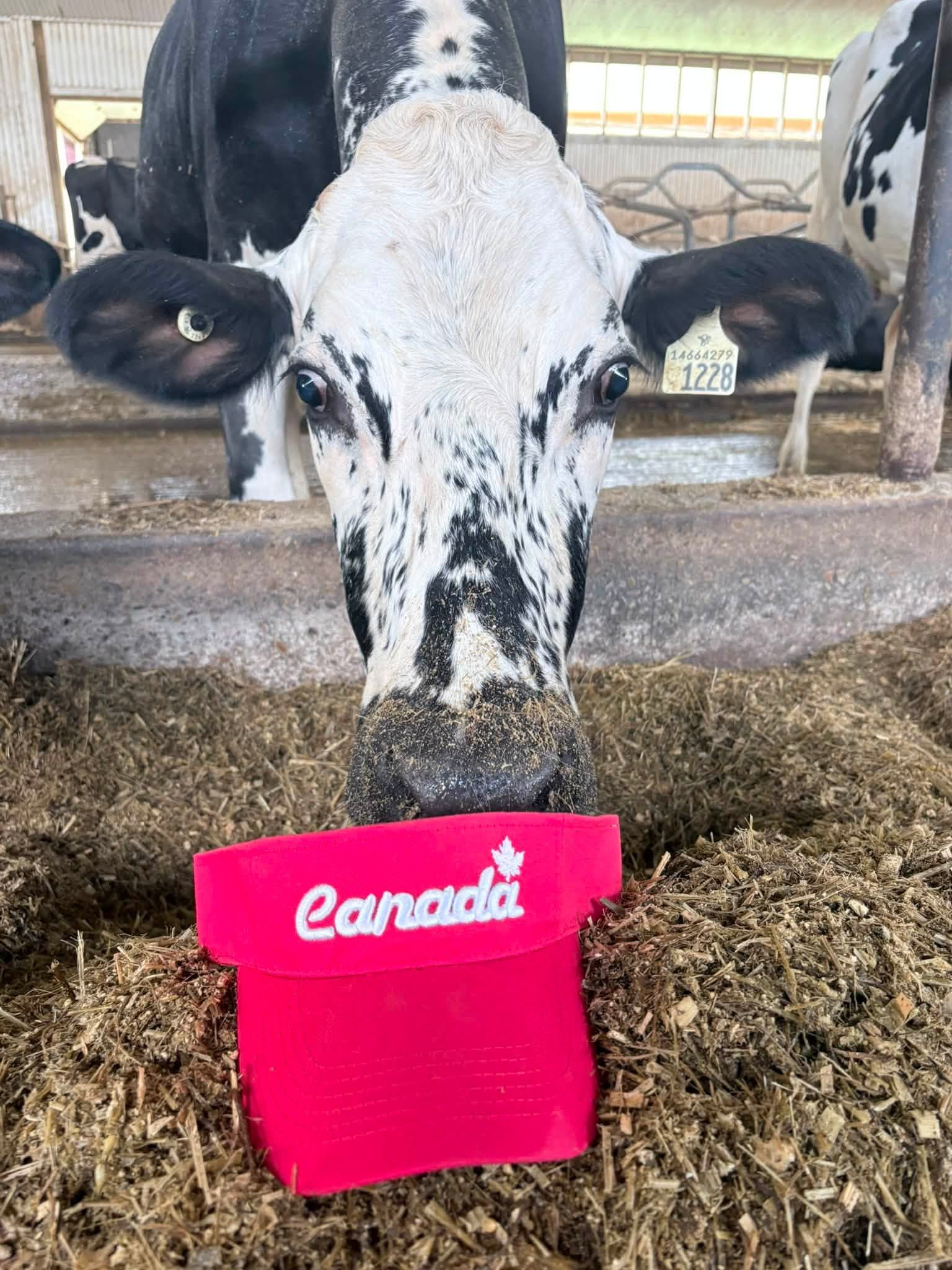 A black-and-white dairy cow stands at a feed bunk beside a bright red hat resting on silage.