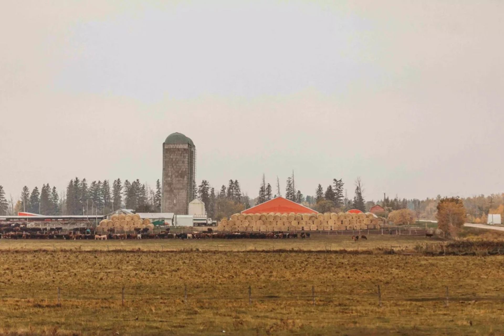 Cattle graze in front of hay bales, farm buildings and tall concrete silo.