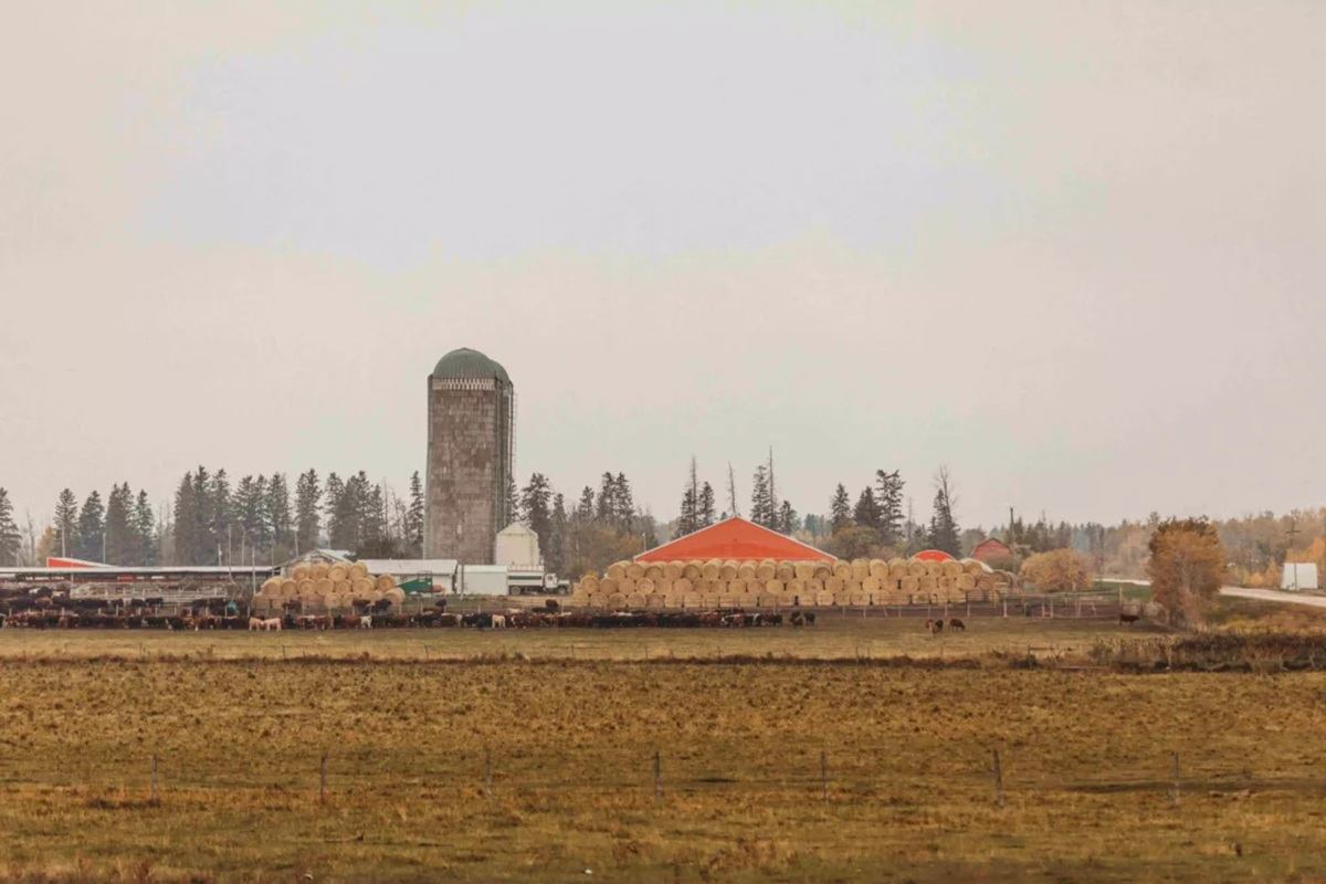 Cattle graze in front of hay bales, farm buildings and tall concrete silo.