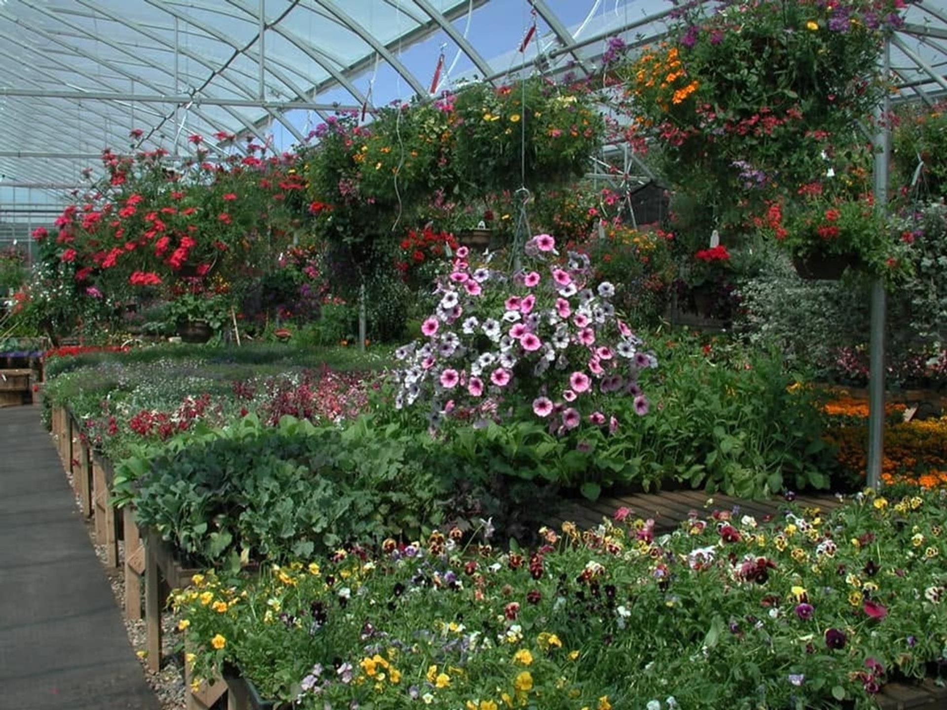 The Venue of New Hope showcases vibrant flowers and hanging baskets throughout the greenhouse.