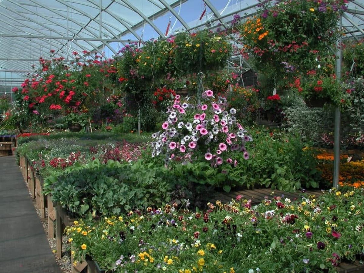 The Venue of New Hope showcases vibrant flowers and hanging baskets throughout the greenhouse.