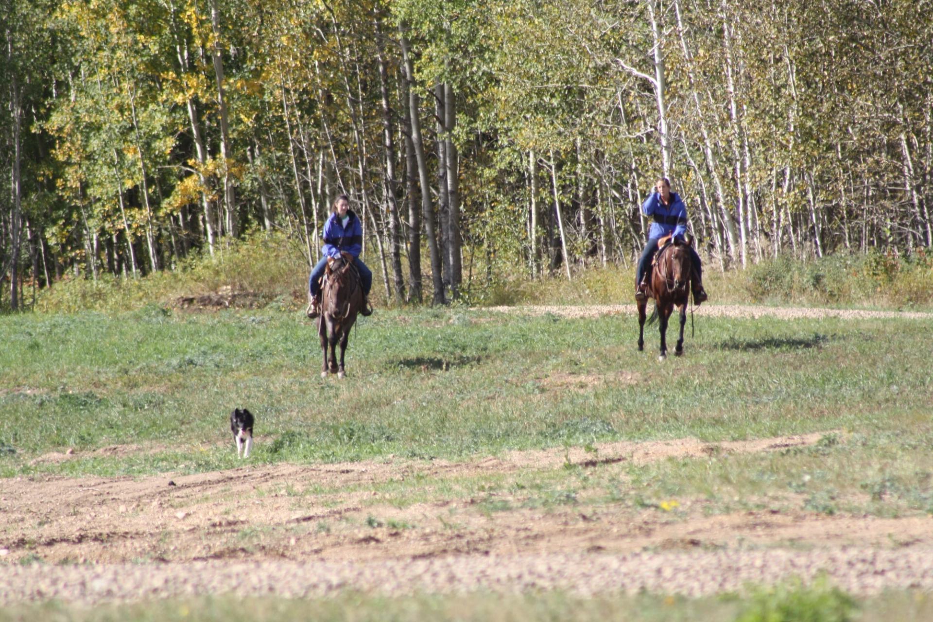 Riders on horseback on a grassy trail in a wooded area, with a dog nearby.