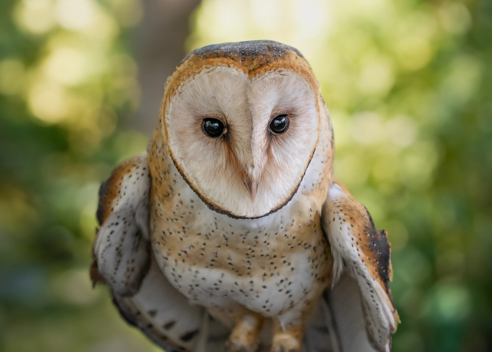 An owl perched outdoors with green forest scenery behind it.