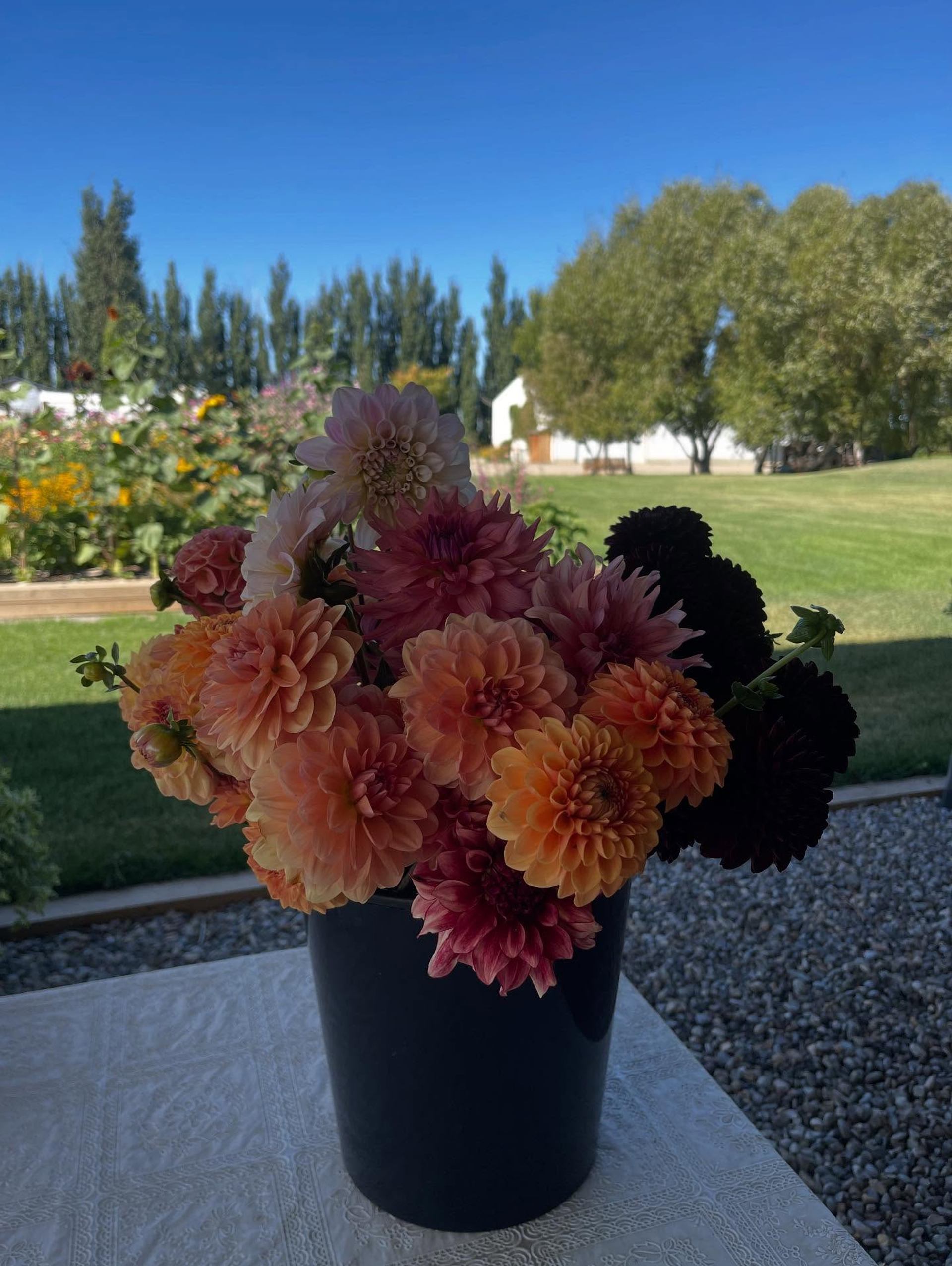 Bucket of orange and pink dahlias on table, with garden and trees in background.