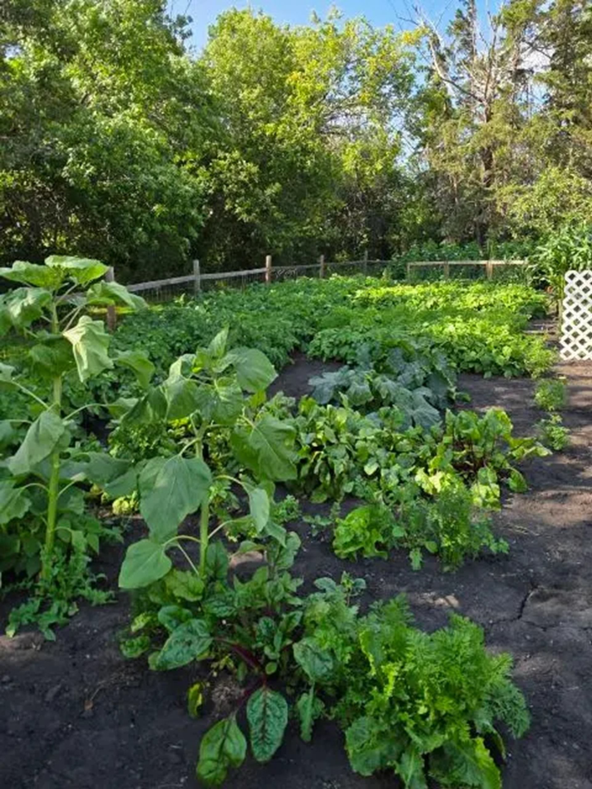 Vegetable garden rows with leafy greens and sunflowers beside a wooden fence and trees.