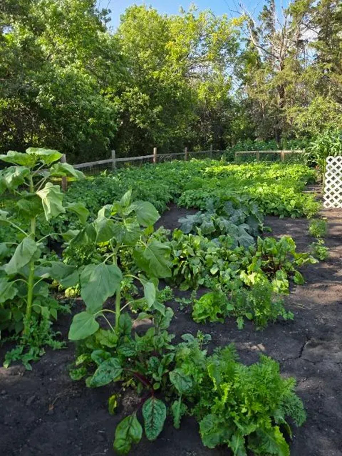 Vegetable garden rows with leafy greens and sunflowers beside a wooden fence and trees.