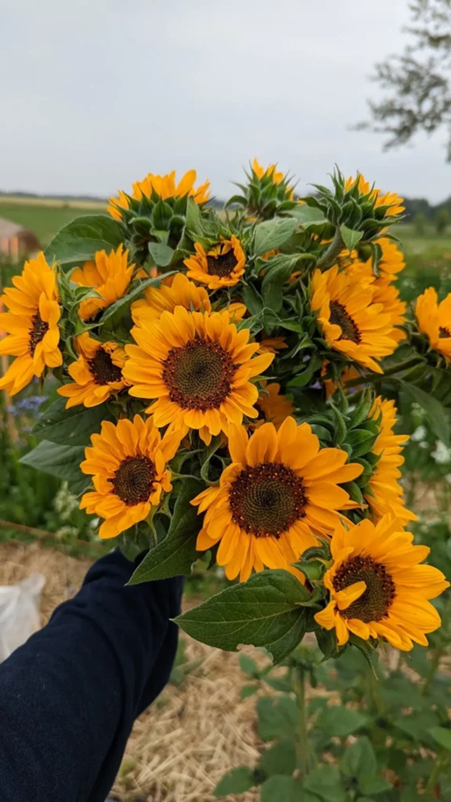 Bouquet of bright yellow sunflowers held in a field with greenery behind.