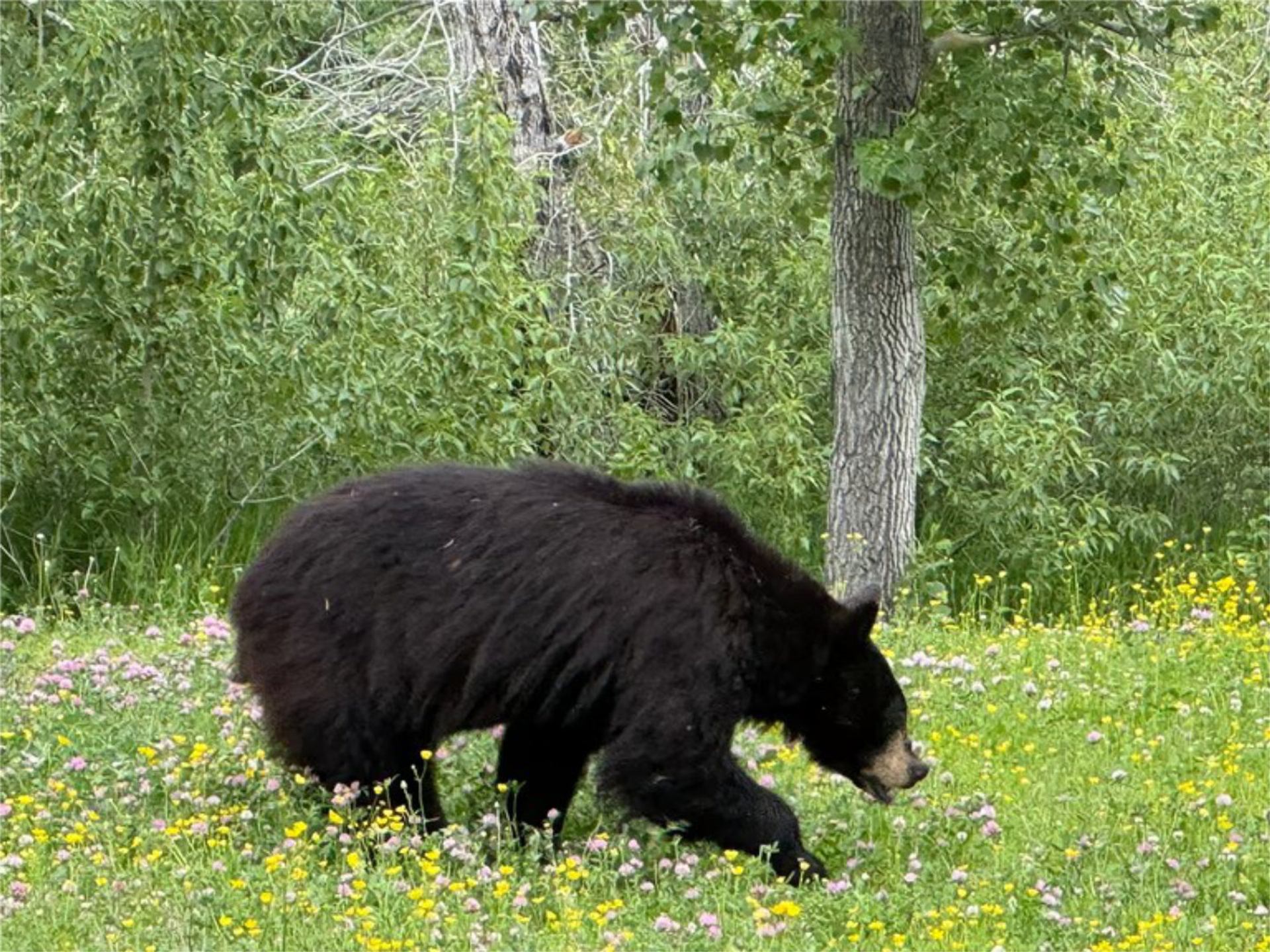 Black bear walking through wildflowers in a green forest clearing.