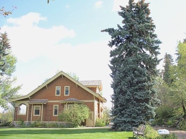 Rustic house surrounded by greenery and a tall evergreen tree under a bright sky.