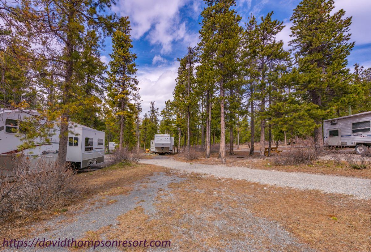 Travel trailers sit among tall pine trees beside a gravel road.