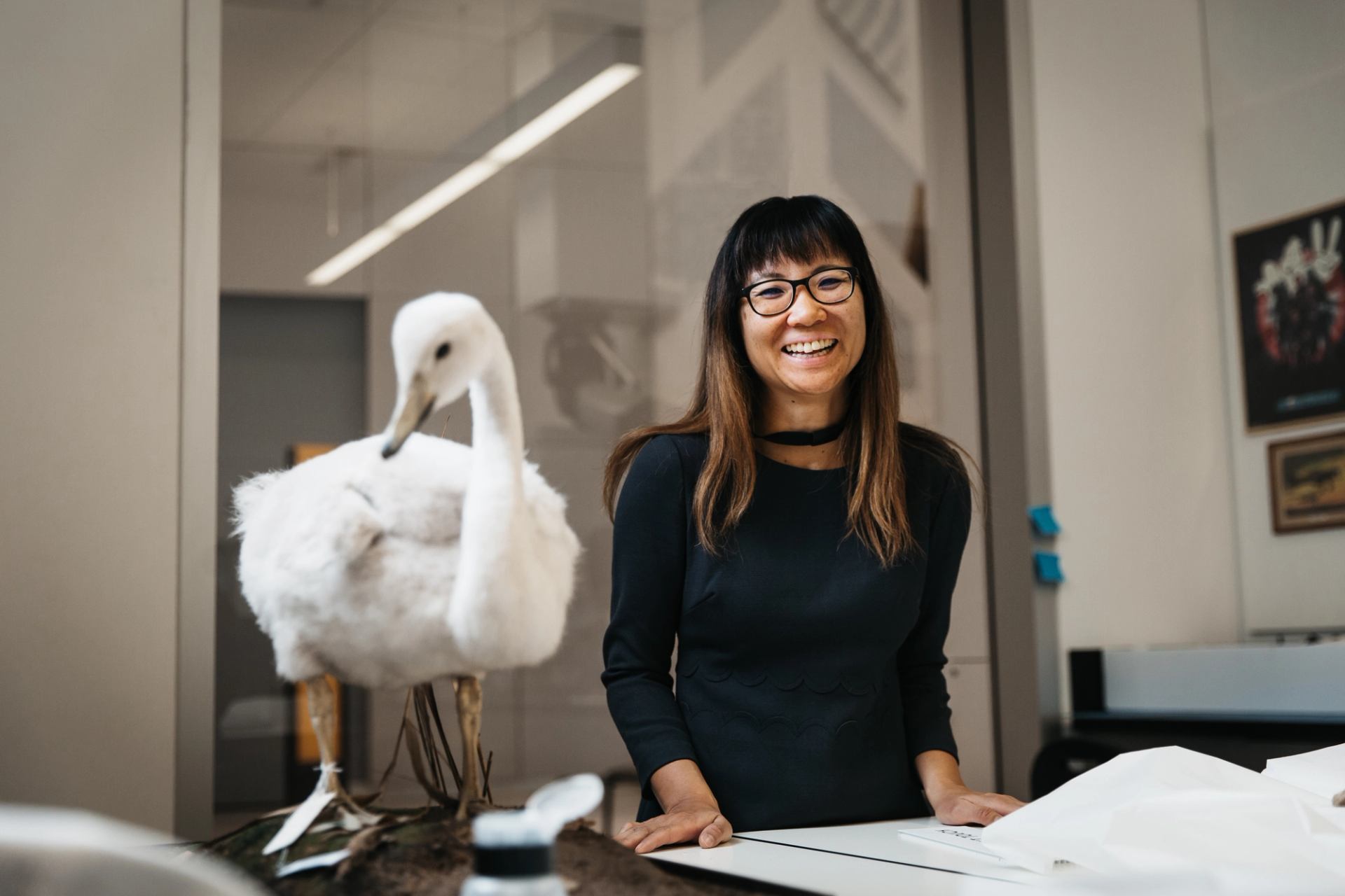 Person beside taxidermy swan at indoor museum exhibit with papers on table.