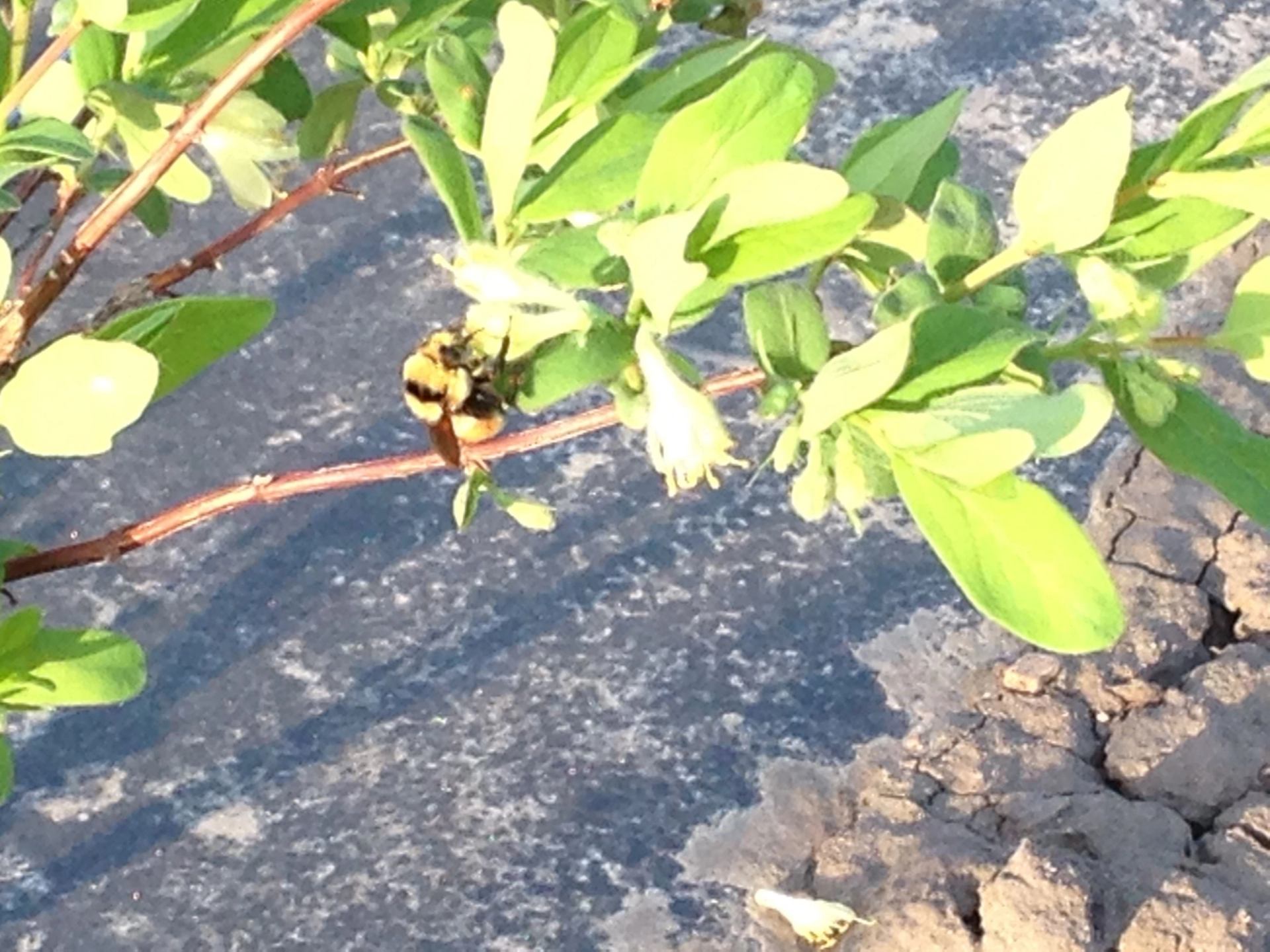 Bumblebee on small white flower among green leaves above cracked dry soil.