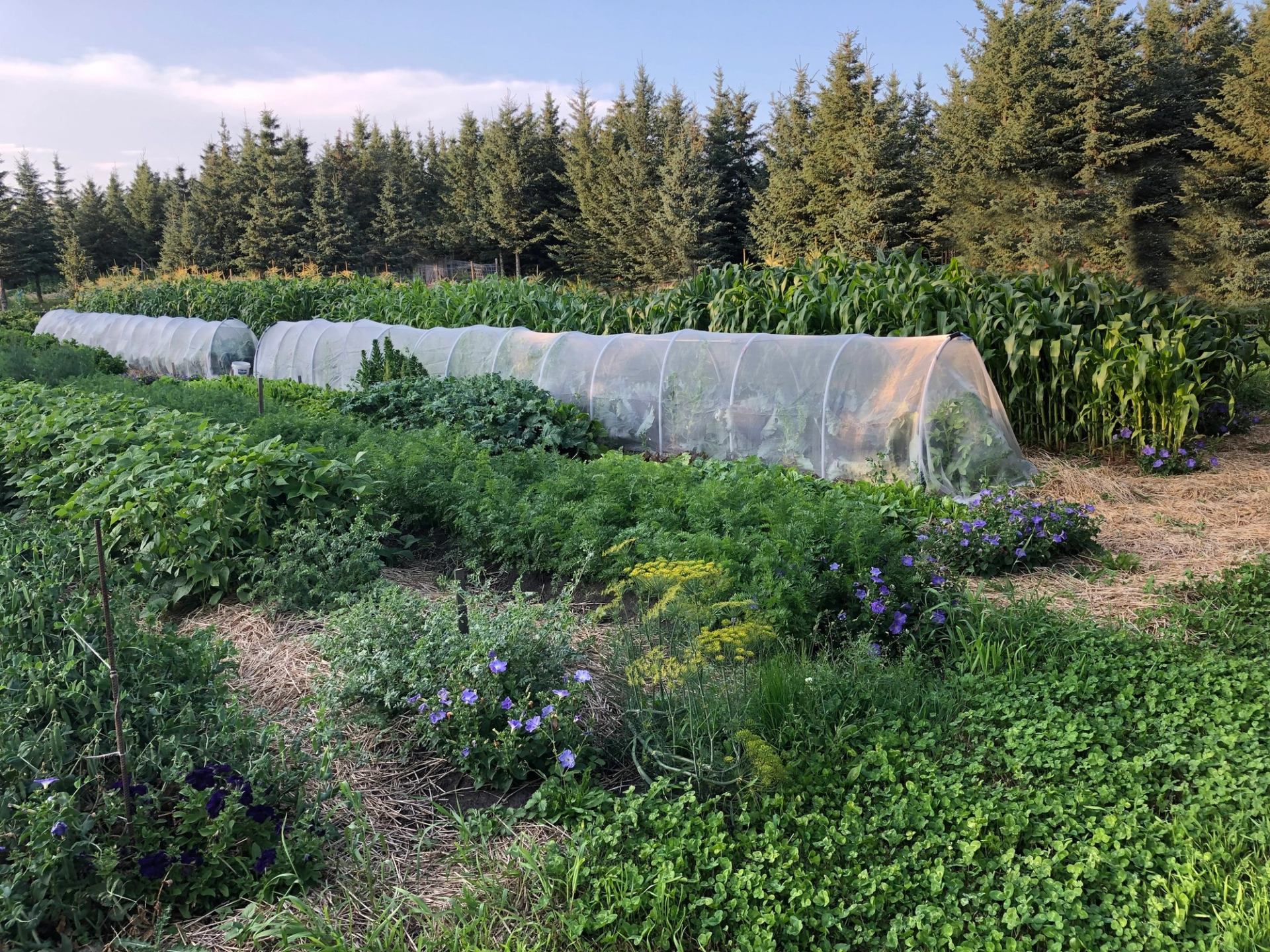 Vegetable garden with plastic-covered row tunnels, flowering plants and tall trees in background.