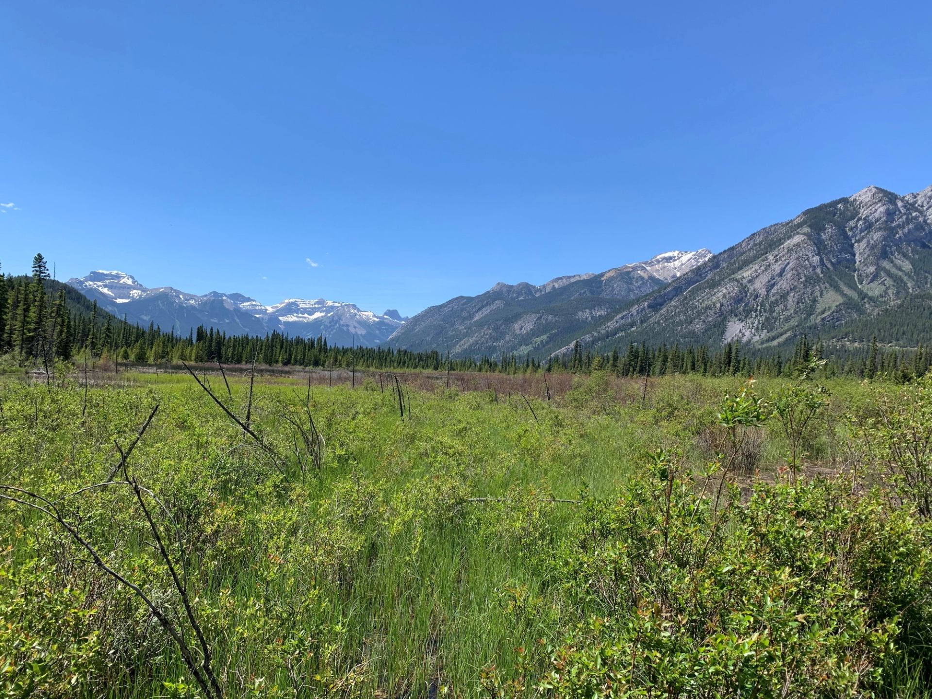 Mountain valley with green meadow, thin shrubs, and evergreen trees under a blue sky.