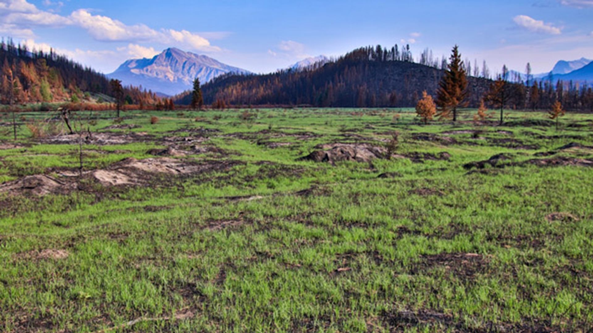 Grassy field with scattered burned patches, sparse trees and distant mountains under blue sky.