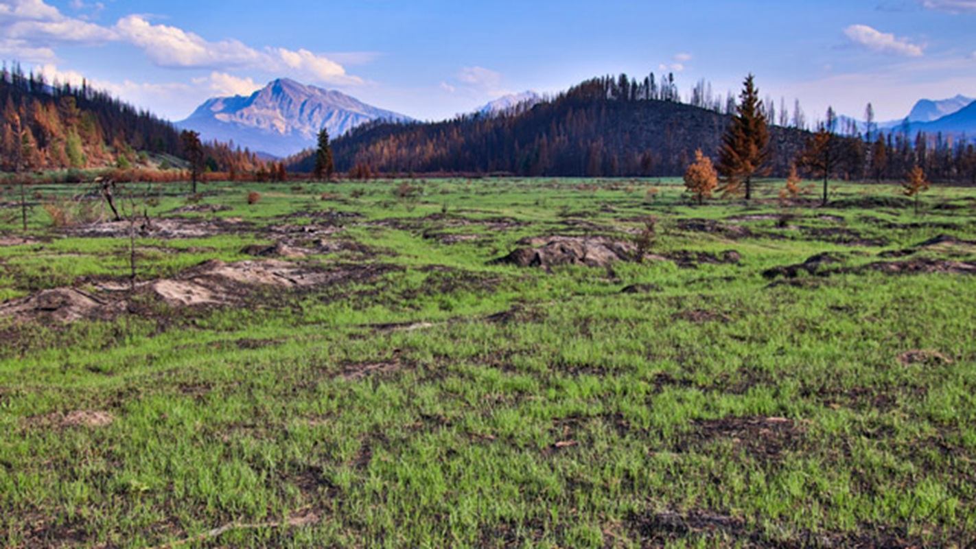 Grassy field with scattered burned patches, sparse trees and distant mountains under blue sky.