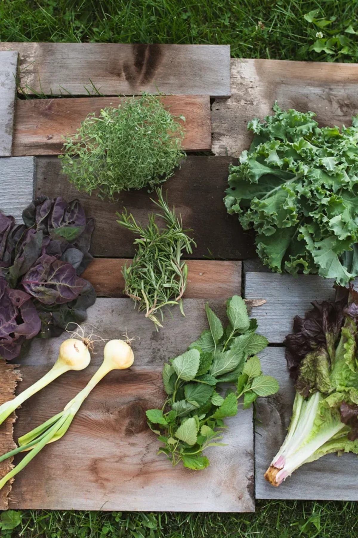 Fresh leafy greens, herbs and spring onions arranged on rustic wooden boards outdoors.