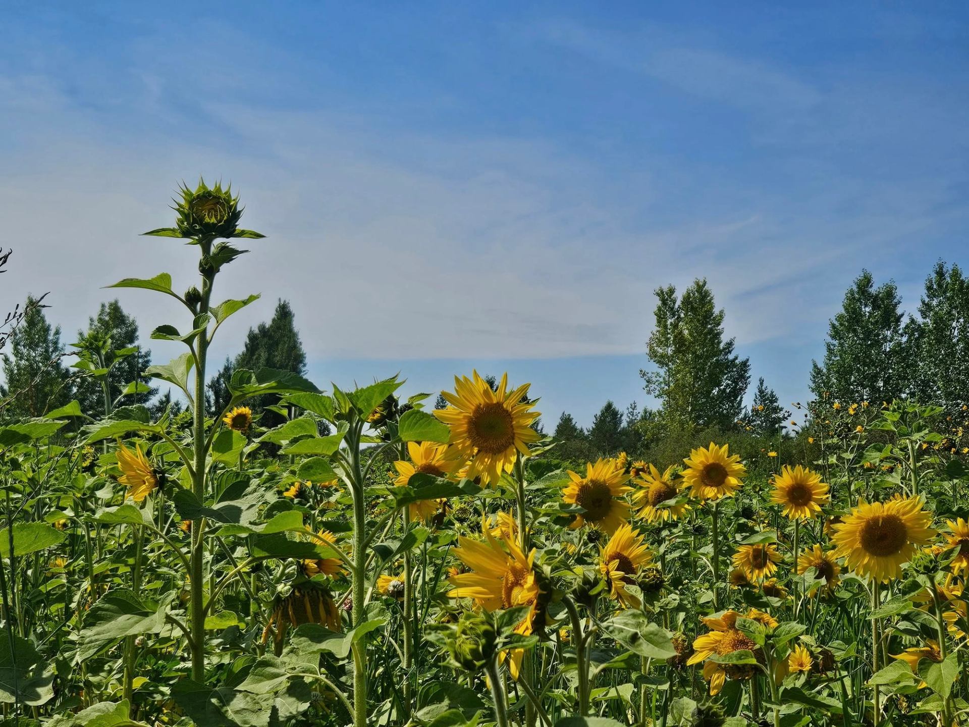 Sunflower field with tall green stems under clear blue sky and distant trees.