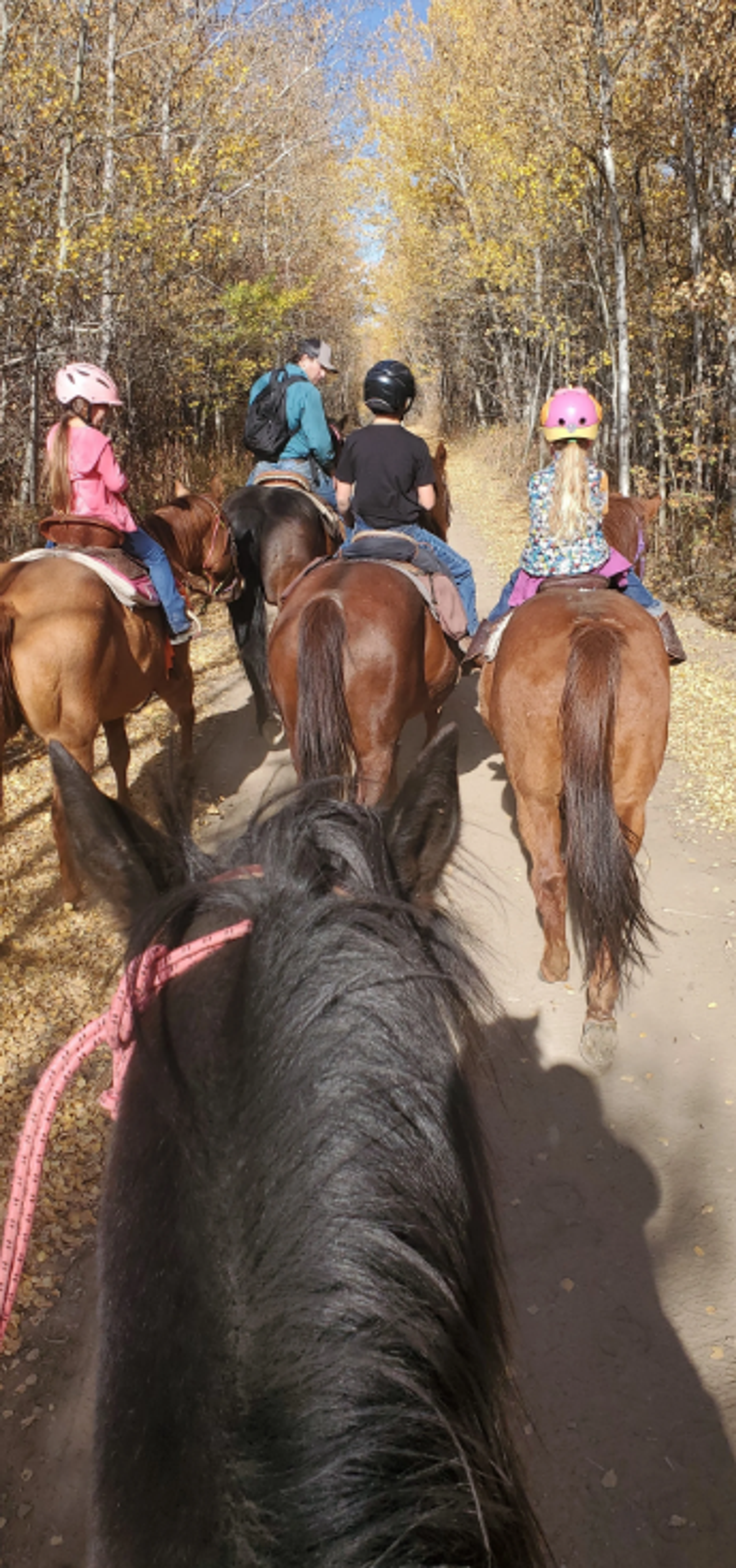 Horseback riders follow a wooded trail, viewed from another horse.