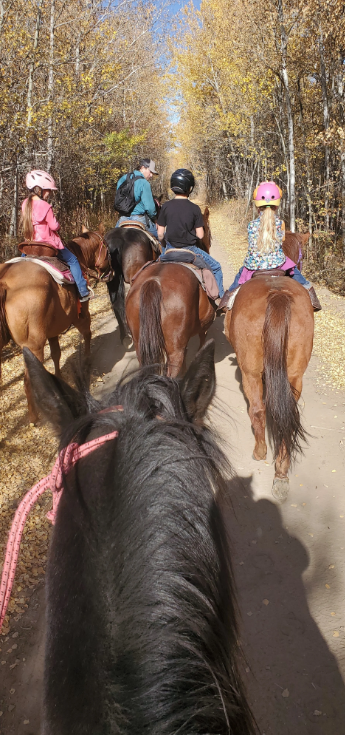 Horseback riders follow a wooded trail, viewed from another horse.