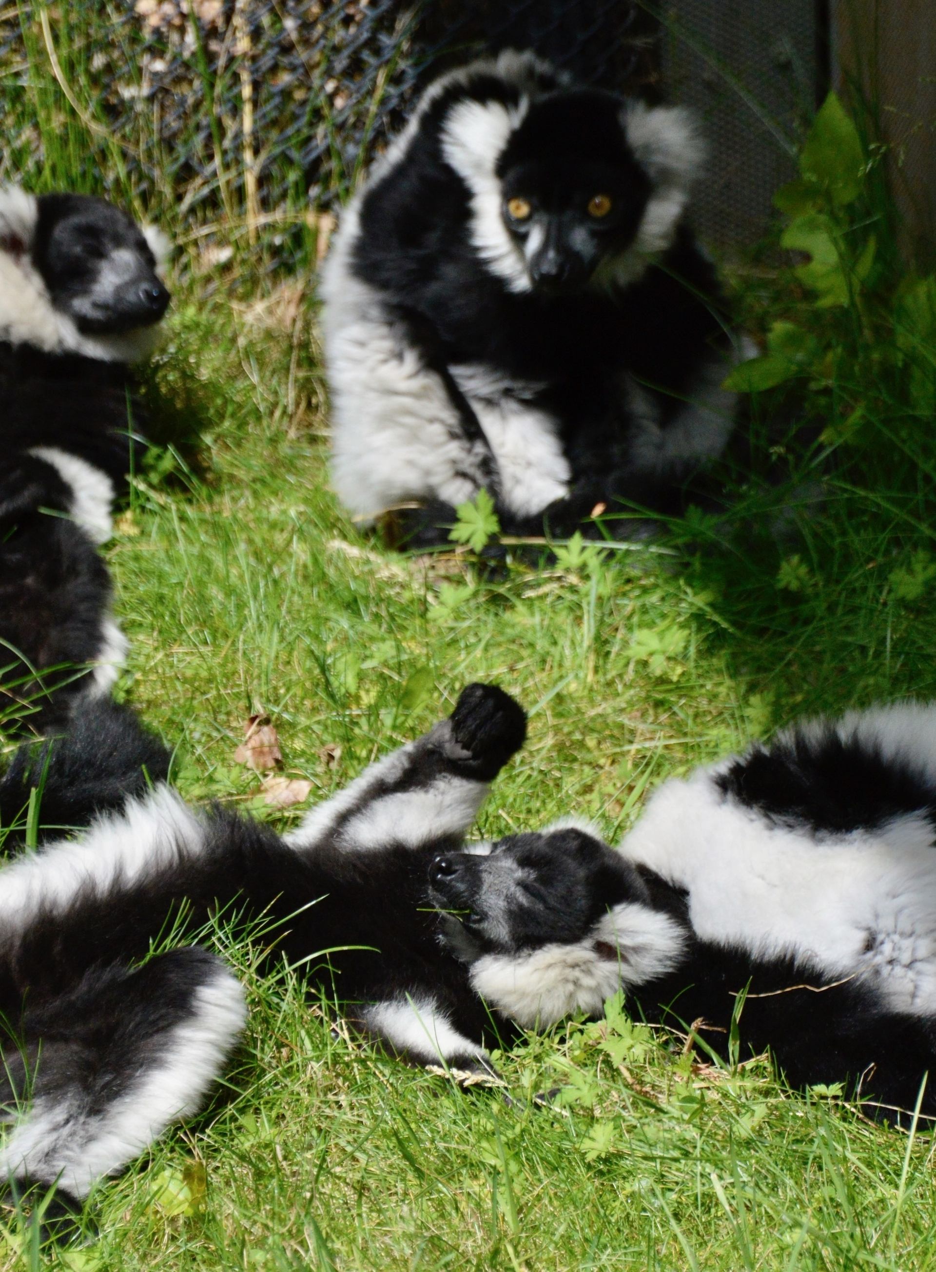 Black-and-white ruffed lemurs rest and lie on green grass near foliage.