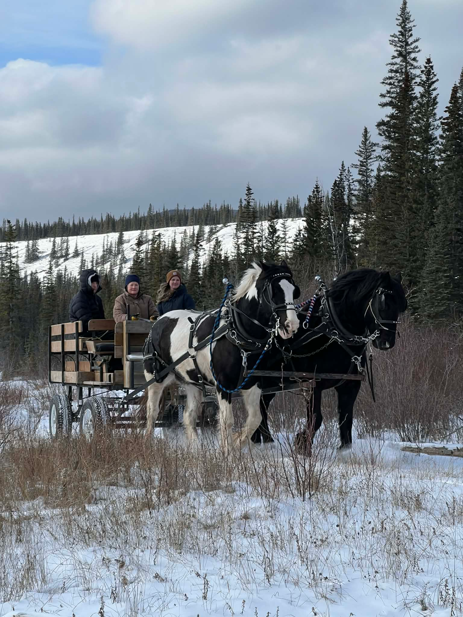 A black and white horse and a black horse pull a wagon with three people through a snowy, forested landscape.