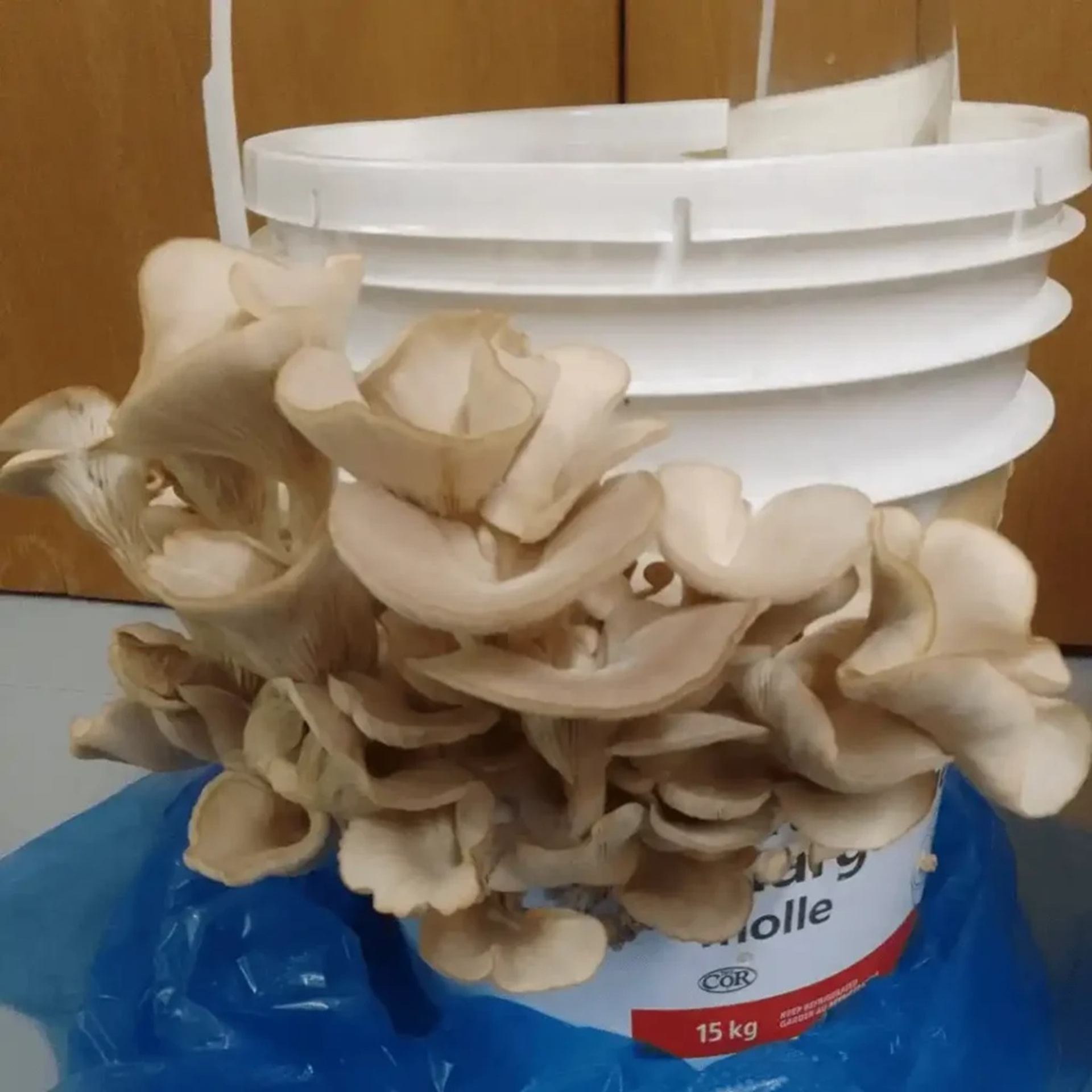 Harmonic Hills displays a bucket overflowing with freshly harvested oyster mushrooms.