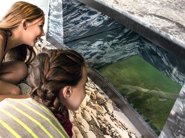 Visitors observing aquatic exhibit with rocks and water.