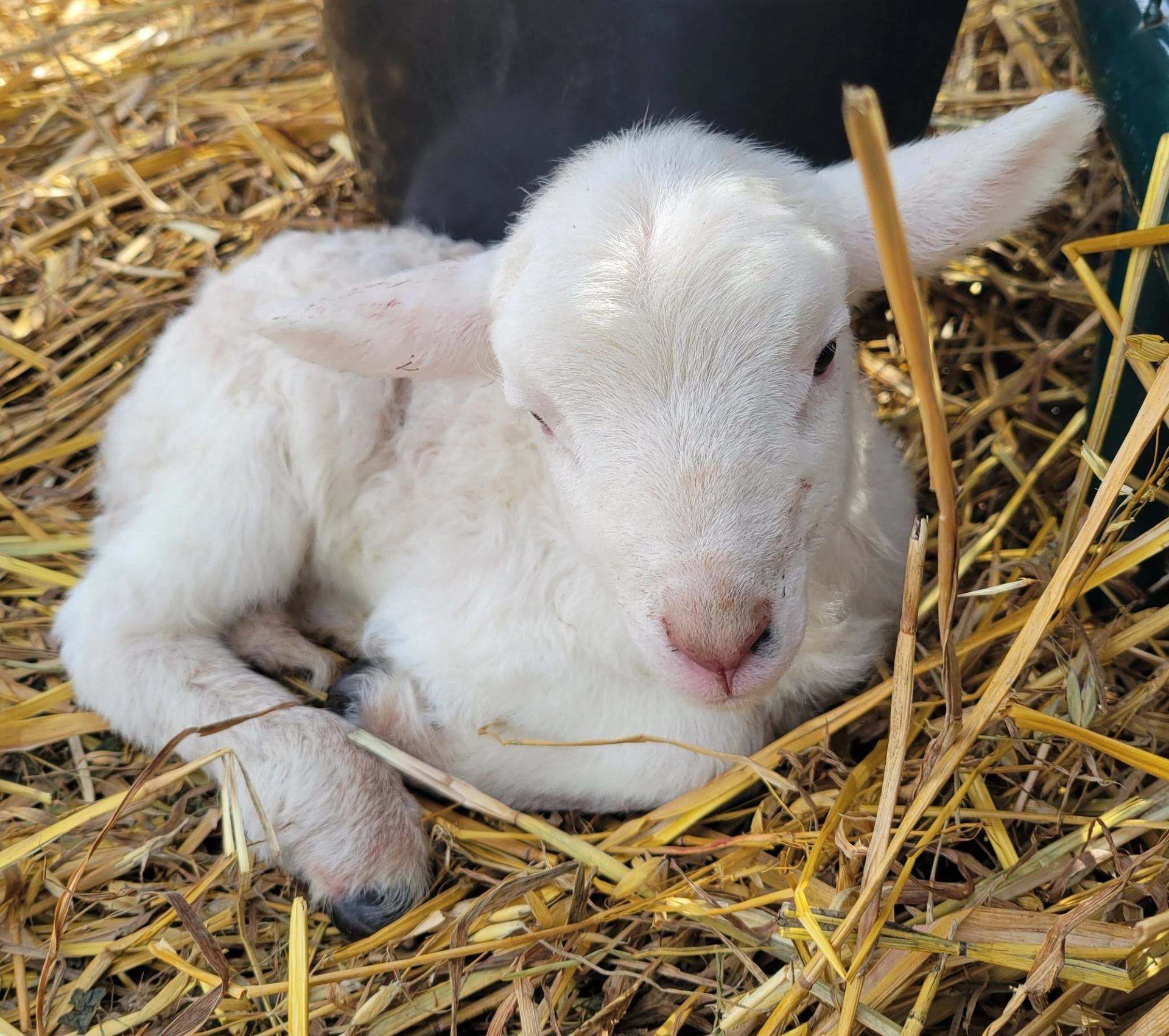 A young white lamb rests on a bed of straw inside a pen, surrounded by farm equipment and bedding.