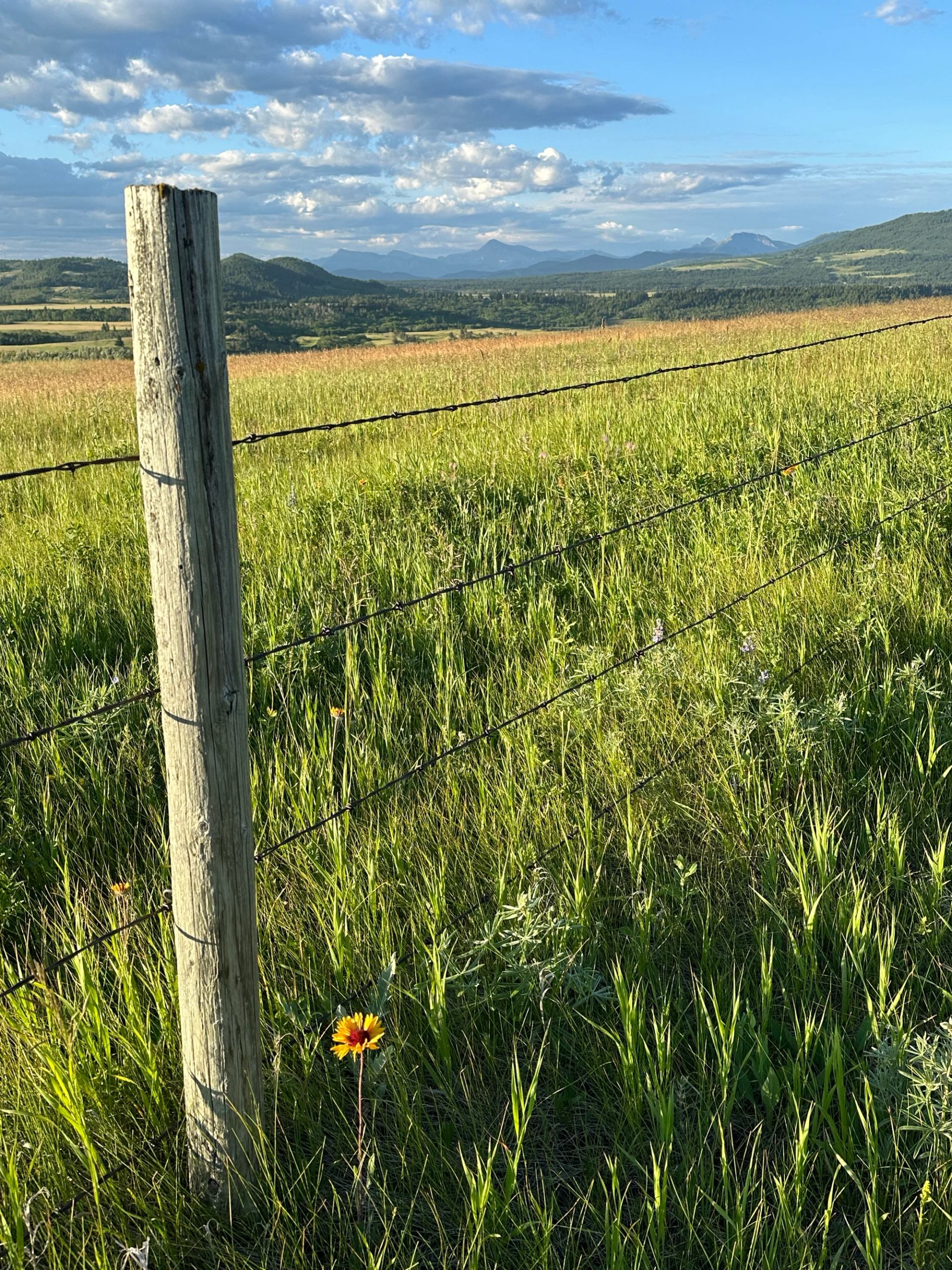 Wooden fence post and barbed wire in grassy field with distant hills and clouds.