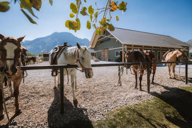 Horses outside Alpine Stables.