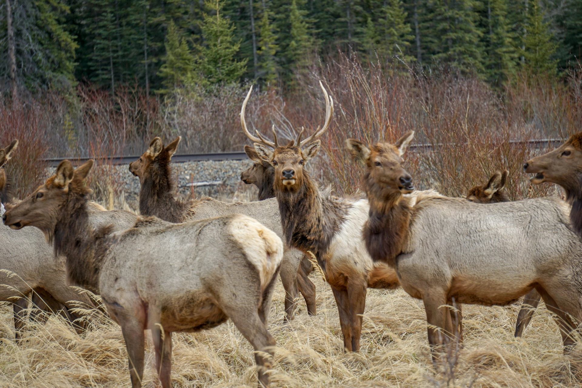 Elk herd standing in dry grass near railway tracks with forested hills behind.