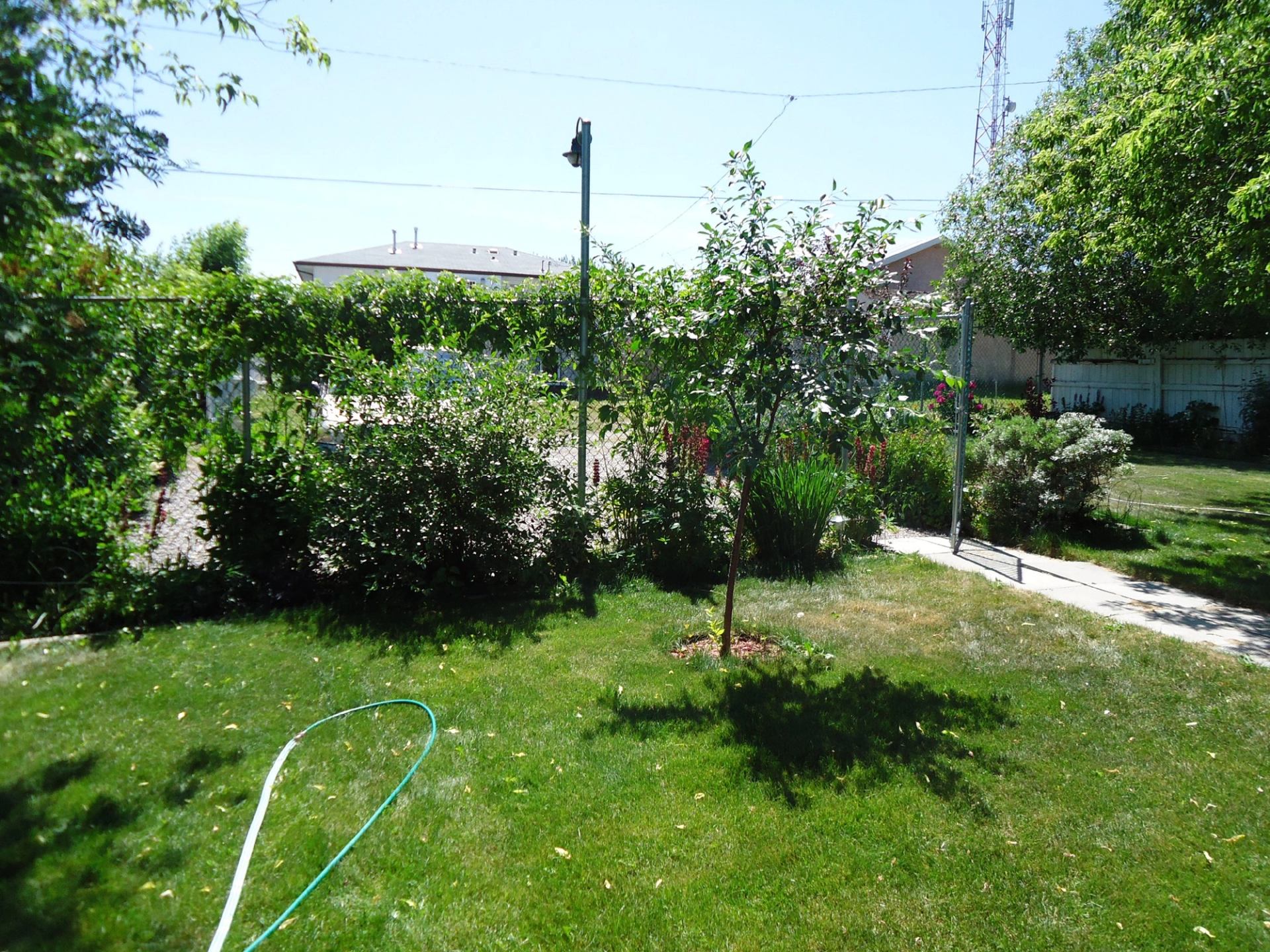 Backyard lawn with garden shrubs, small tree, hose and paved path to gate.