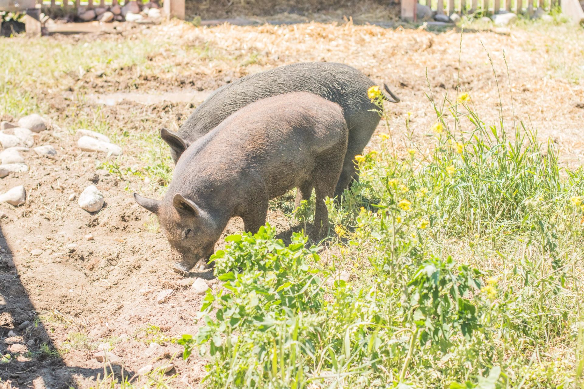 Two pigs forage in the dirt and grass near a fenced farm area.