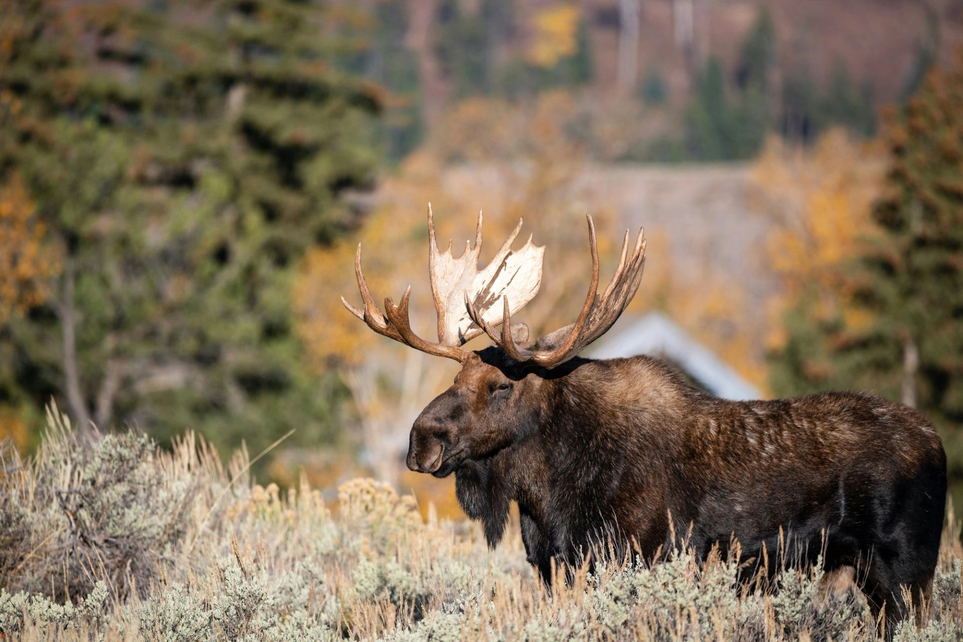 Moose with large antlers stands in tall grass with blurred trees behind.