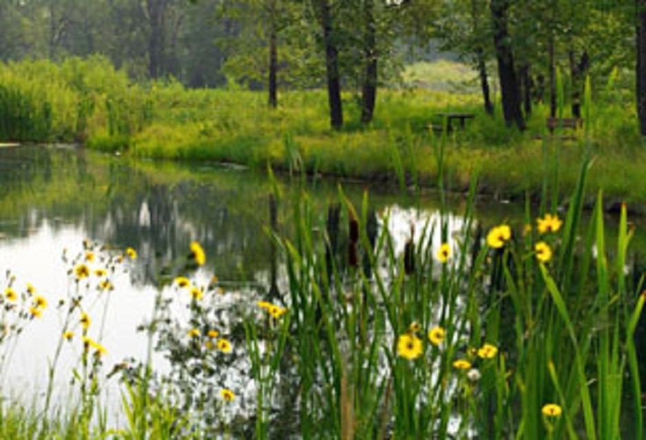 A pond with wildflowers growing around it.