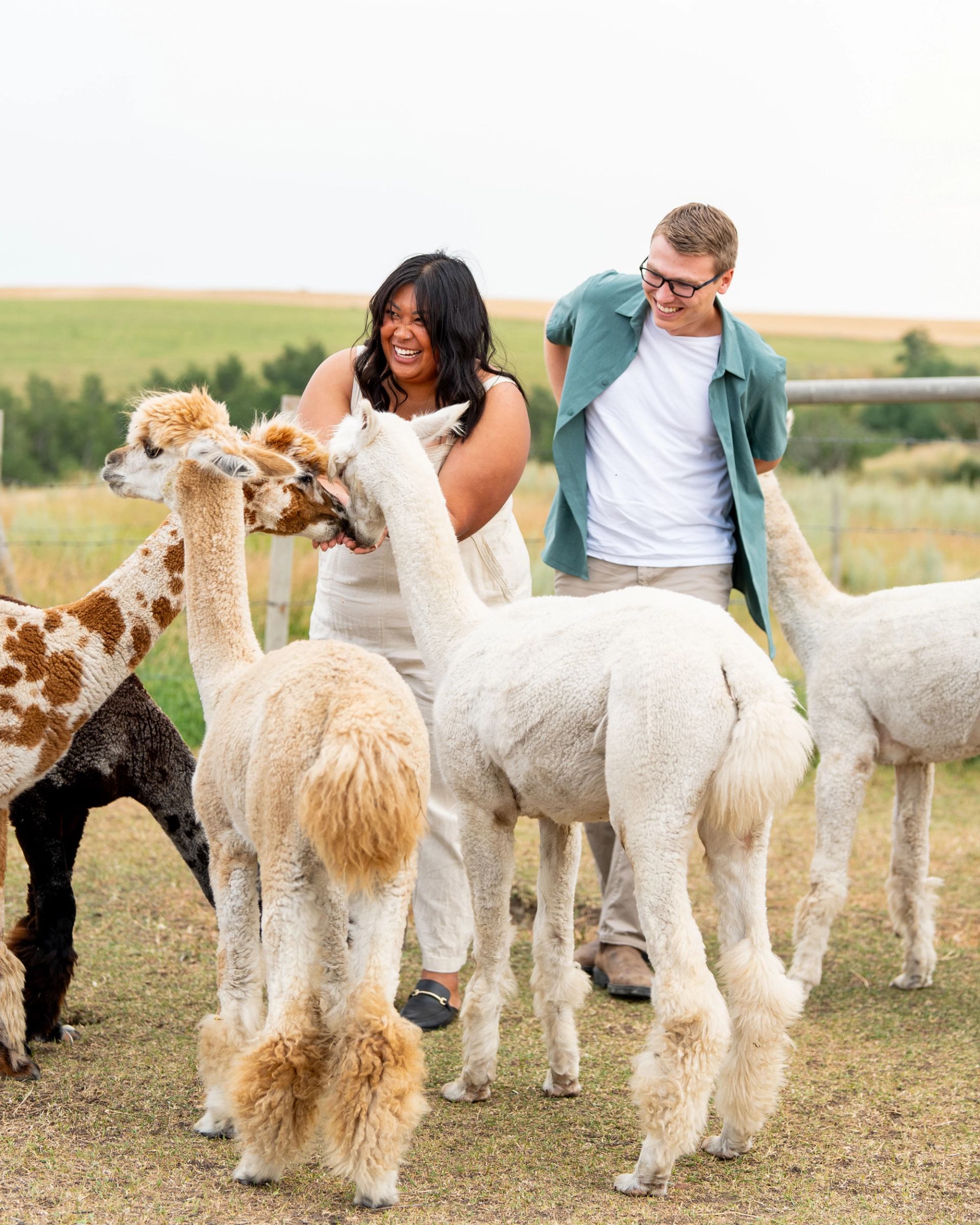 Couple laughing and interacting with a group of alpacas in the pasture.