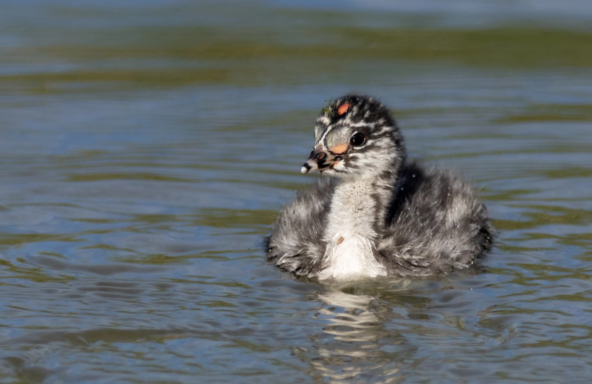 Fluffy waterbird chick floating on calm water.